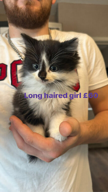 Kittens