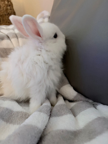 Baby bunnies