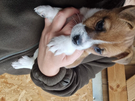 Jack Russell Girl