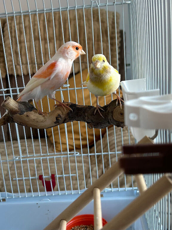 Male and female Canary for sale
