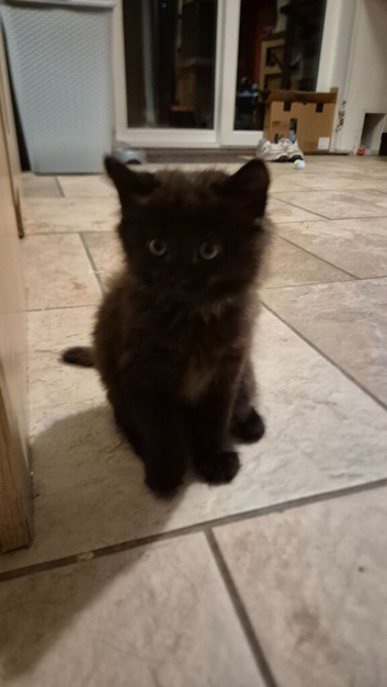 Kittens x1 girl left