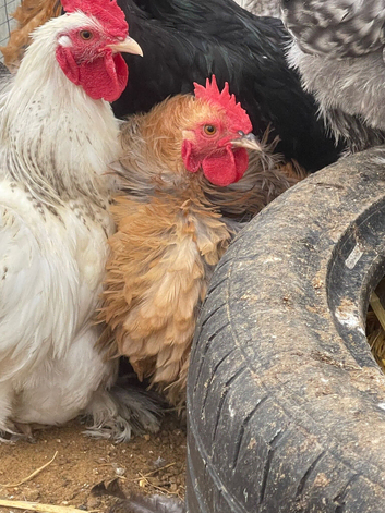 Pekin bantam cockerels