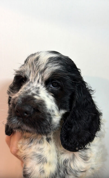 Beautiful male puppy blue roan