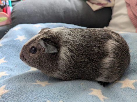 Young guinea pig boars