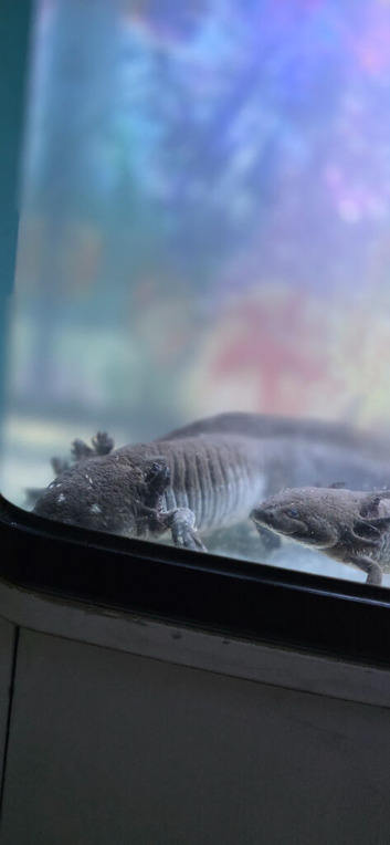 Axolotls for sale