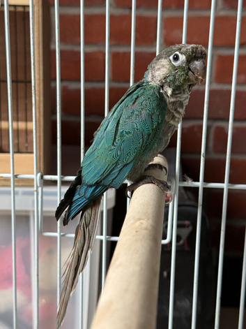 Baby turquoise conure