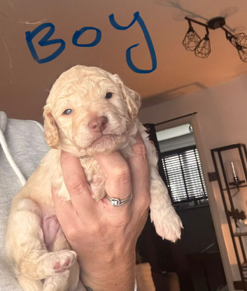Golden doodle puppy&rsquo;s for sale
