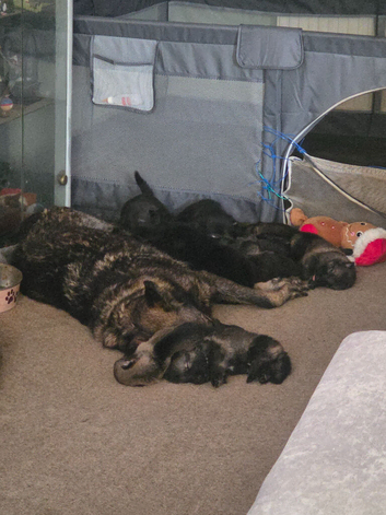 German shepherd puppies