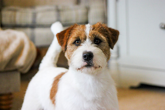 Cliff KC Jack Russle Stud