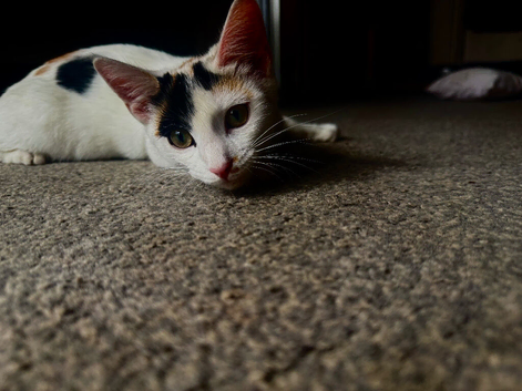 Kittens