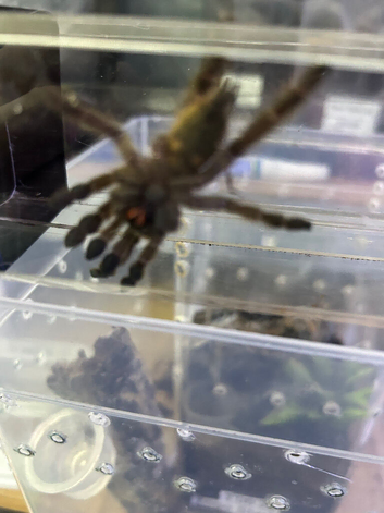 H Maculata (Togo Starburst)