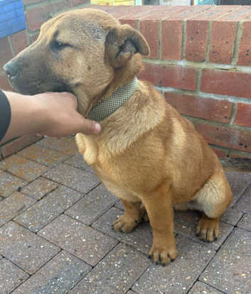 Shar pei X Akita