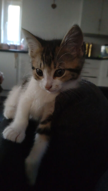 Beautiful girl Kitten, 11 weeks old.