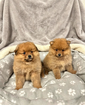 Pomeranian puppies