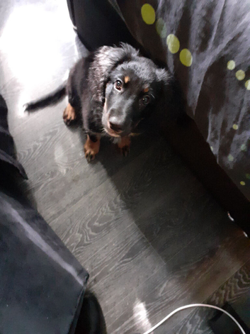 Cocker spaniel
