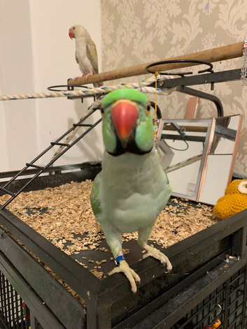 Pair of Ringneck