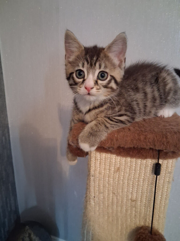 Kitten for sale Urgent....