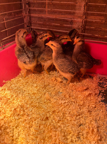 Female legbar chicks for sale