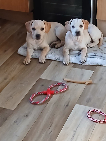 Labrador x