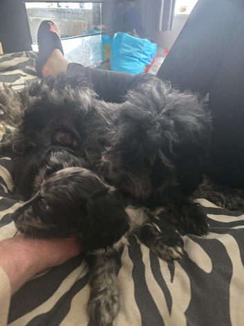 1 male puppy
