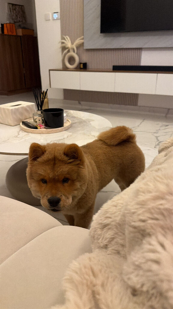 5 month old chow chow beautiful colour and personality