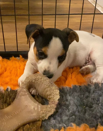 Miniature Jack Russell x chihuahua male pup