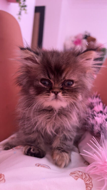 Beautiful female Persian kitten