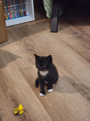 Mixed Maine coon kitten