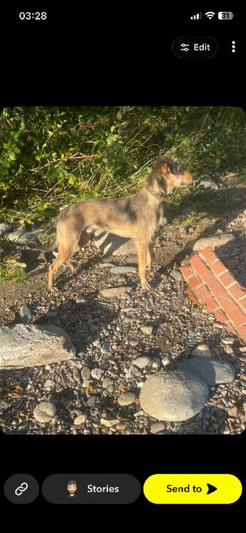 Wheaton whippet Saluki grey