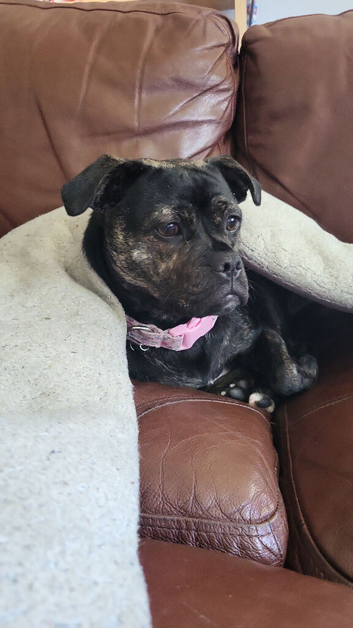 Female looking for a home.