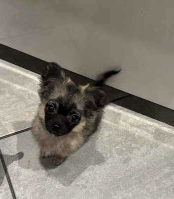 ADOPTED - Long haired sable puppy