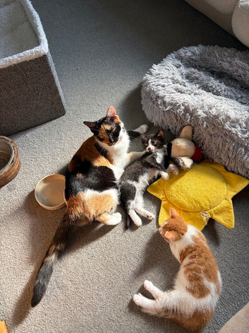 Kittens for sale