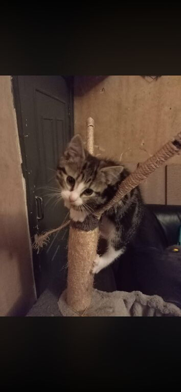 Kitten