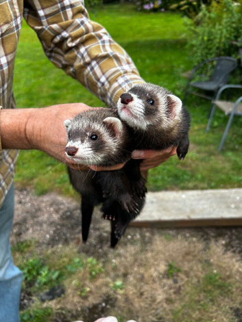 Working Ferrets for sale (Polecat Mix)