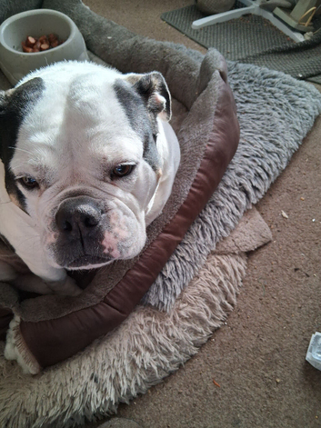 Old thyme english bulldog