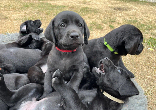 Black Labrador Puppies - Little Shadows with Wagging Tails!