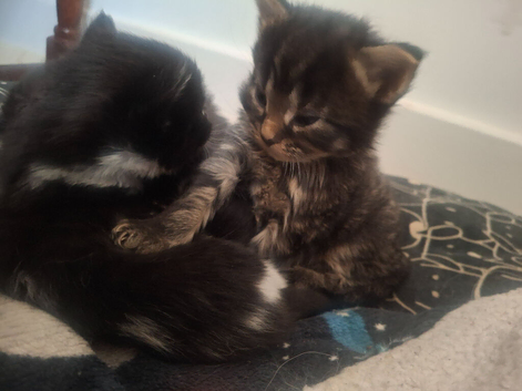 4 beautiful fluffy kittens