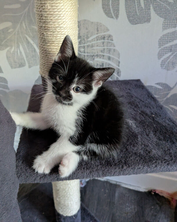 1 female Kitten
