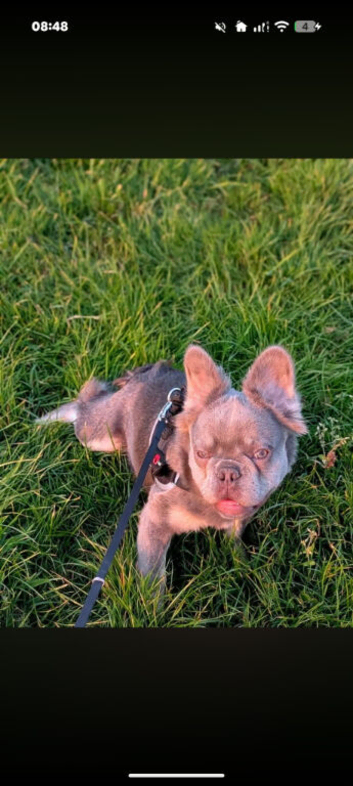 Fluffy Frenchie 10 months old