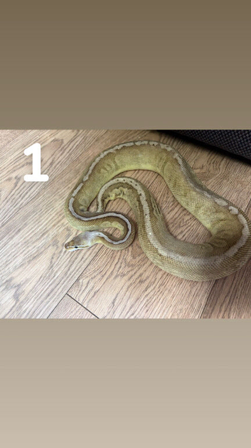 Multiple Royal Pythons For Sale