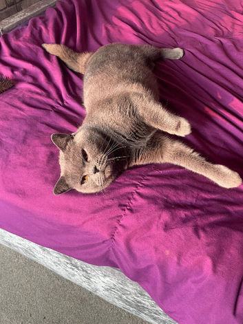 Beautiful Blue British Shorthair