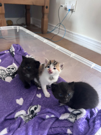 Kittens for Sale