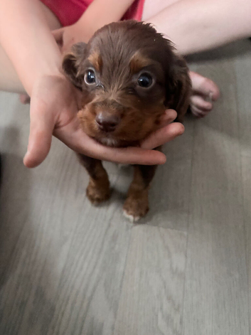 Cocker spaniel puppies
