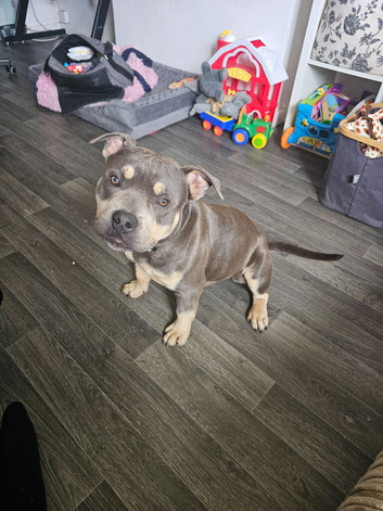 Pocket bully male