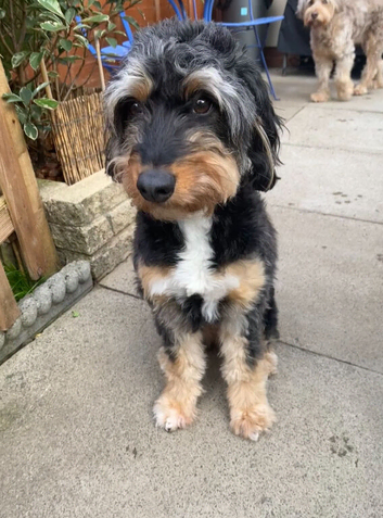 4-Year-Old Female Aussiedoodle - Looking for a Loving Home