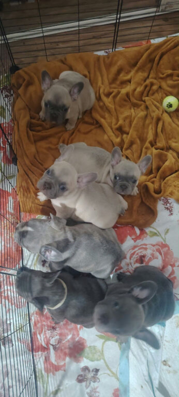 French Bulldog Puppies