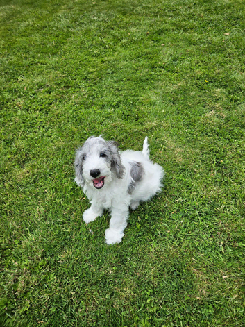 2 cockapoo puppies for sale