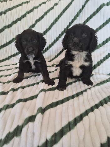 Beautiful cocker spaniel puppies