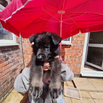 8 large GSD puppies for sale