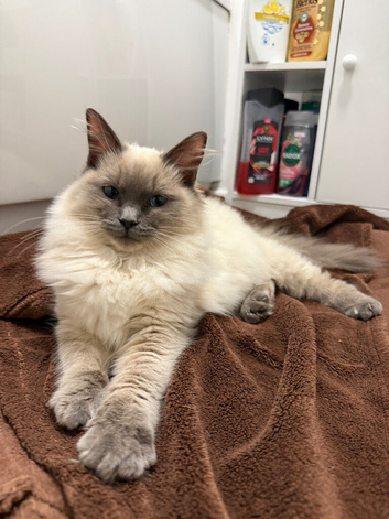 Blue point ragdoll